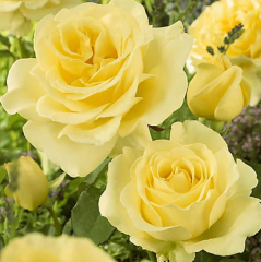 Kod:g28 Nicoletta Rose, Yoğun kokulu açık sarı gül (büyük boy)