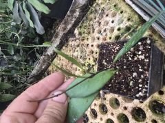 Hoya David cummingii -  Kokulu mum çiçeği 10-20 cm boyda mini saksıda köklü.Güçlü sürgünlü (kod:new23c)