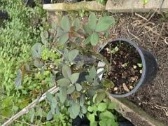 Kod:g27 papeta rose, kokulu turuncu gül (büyük boy)