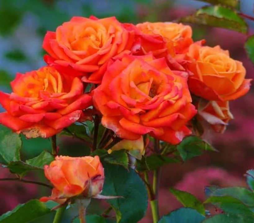 Kod:g27 papeta rose, kokulu turuncu gül (büyük boy)