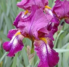 Kod:Irs11 Tall bearded Iris germanica Attention Please (sağlıklı 1adet rizom)