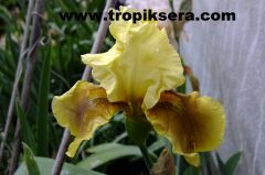Kod:Irs12 Tall bearded Iris germanica Bayberry Candle (sağlıklı 1adet rizom)