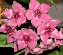 Hoya dennisii  -  Kokulu mum çiçeği, 10-20 cm boyda mini saksıda köklü.Güçlü sürgünlü (kod:new24c).