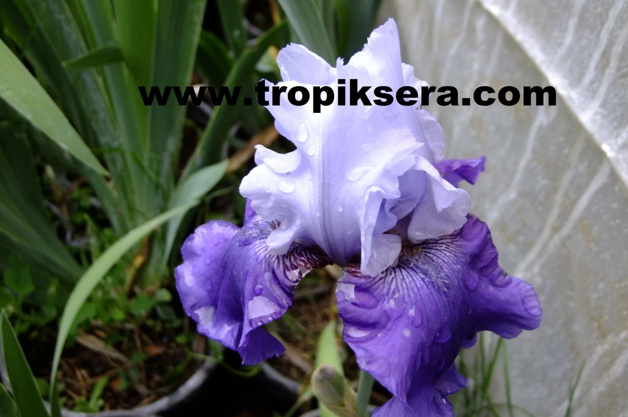 Kod:Irs13 Tall bearded Iris germanica Bedtime Story (sağlıklı 1adet rizom)