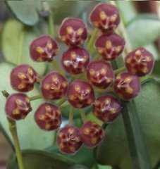 Hoya ds. 70 -  Kokulu mum çiçeği 10-20 cm boyda mini saksıda köklü.Güçlü sürgünlü (kod:new25c)