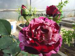Kod:g25 İmagien rose, Yoğun kokulu Bordo pembe sarmaşık/çardak gül (büyük  boy)