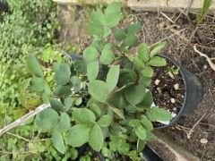 Kod:g24 Sweet yellow rose, Yoğun kokulu Sarı/pembe gül (büyük boy)