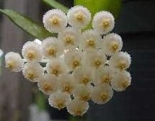 Hoya lacunosa towe -  Karanfil Kokulu mum çiçeği  10-20 cm boyda mini saksıda köklü.Güçlü sürgünlü (kod:new26c)