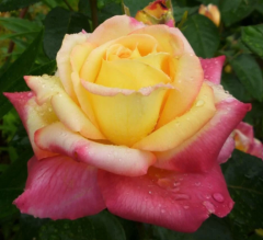 Kod:g24 Sweet yellow rose, Yoğun kokulu Sarı/pembe gül (büyük boy)