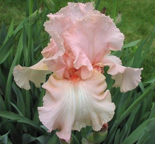 Kod:Irs14 Tall bearded Iris germanica Beverly Sills (sağlıklı 1adet rizom)