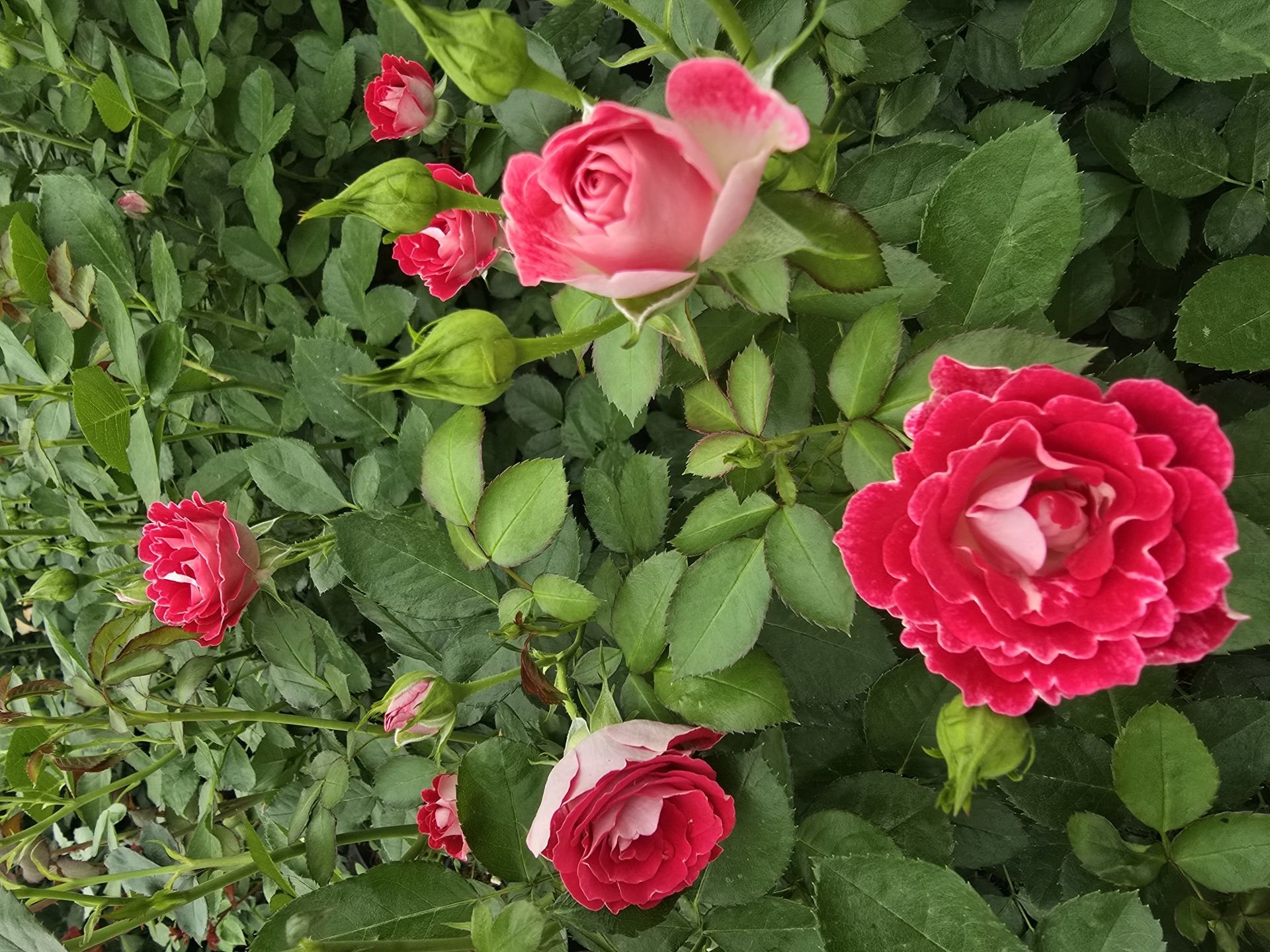 Kod:g23 Mini Alyans rose, kokulu Kırmızı/beyaz gül (büyük  boy)