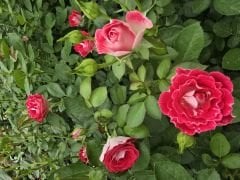 Kod:g23 Mini Alyans rose, kokulu Kırmızı/beyaz gül (büyük  boy)