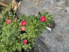 Kod:g23 Mini Alyans rose, kokulu Kırmızı/beyaz gül (büyük  boy)