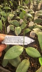 Hoya erythrostemma pink -  Kokulu mum çiçeği 20-30 cm boyda mini saksıda köklü.Güçlü sürgünlü (kod:new27c)