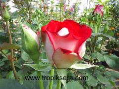 Kod:g23 Alyans rose, kokulu Kırmızı/beyaz gül (büyük  boy)