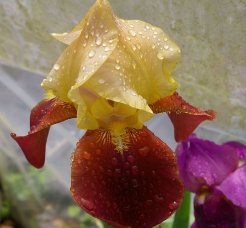 Kod:Irs16 Tall bearded Iris germanica Broadway star (sağlıklı 1adet rizom)