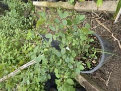 Kod:g21 Tranc rose, Yoğun kokulu turuncu gül (büyük boy)