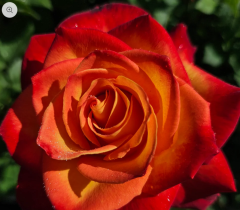 Kod:g21 Tranc rose, Yoğun kokulu turuncu gül (büyük boy)