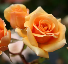 Kod:g20 İsotta yellow rose, kokulu sarı gül (Büyük boy)