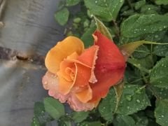 Kod:g19 Sweet orange rose, Yoğun kokulu truncu gül (Büyük boy)