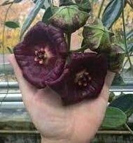 Hoya gigas -  Kokulu mum çiçeği  10-20 cm boyda mini saksıda köklü.Güçlü sürgünlü (kod:new31c)