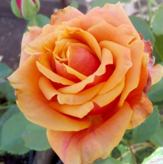 Kod:g19 Sweet orange rose, Yoğun kokulu truncu gül (Büyük boy)