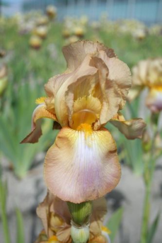 Kod:Irs19 Tall bearded Iris germanica Chantilly (sağlıklı 1adet rizom)