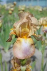 Kod:Irs19 Tall bearded Iris germanica Chantilly (sağlıklı 1adet rizom)