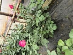 Kod:g18 Parade rose, yoğun kokulu koyu pembe gül (büyük boy)