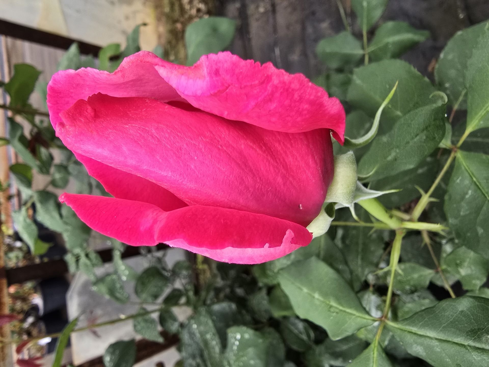 Kod:g18 Parade rose, yoğun kokulu koyu pembe gül (büyük boy)