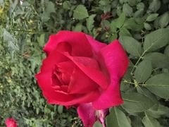 Kod:g18 Parade rose, yoğun kokulu koyu pembe gül (büyük boy)