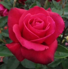 Kod:g18 Parade rose, yoğun kokulu koyu pembe gül (büyük boy)