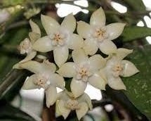 Hoya griffithii yellow -  Kokulu mum çiçeği 10-20 cm boyda mini saksıda köklü.Güçlü sürgünlü (kod:new33c)