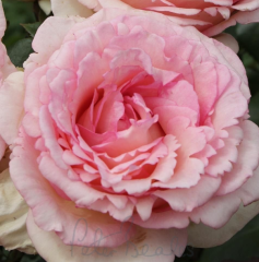 Kod:g17 Leyni somon rose - Yoğun kokulu somon renk gül (büyük boy)