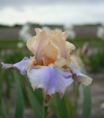 Kod:Irs22 Tall bearded Iris germanica Dualtone (sağlıklı 1adet rizom)