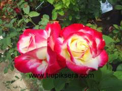 Kod:g16 Monte carlo rose, Süper kokulu kırmızı / beyaz gül (büyük boy)