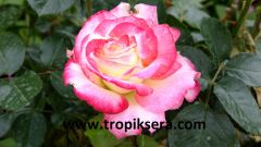 Kod:g16 Monte carlo rose, Süper kokulu kırmızı / beyaz gül (büyük boy)