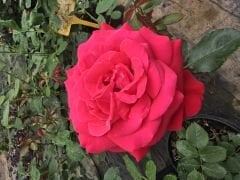 Kod:g15 Janet rose, Kokulu Kırmızı gül (büyük  boy)