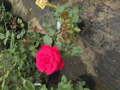 Kod:g15 Janet rose, Kokulu Kırmızı gül (büyük  boy)
