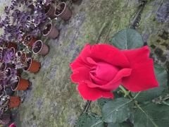 Kod:g15 Janet rose, Kokulu Kırmızı gül (büyük  boy)