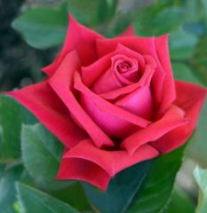 Kod:g15 Janet rose, Kokulu Kırmızı gül (büyük  boy)