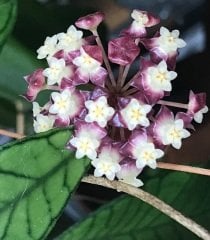 Hoya gunung gading -  Kokulu mum çiçeği  10-20 cm boyda mini saksıda köklü.Güçlü sürgünlü (kod:new35c)