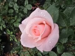 Kod:g14 Calcados rose, kokulu açık pembe gül (büyük boy)