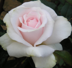 Kod:g14 Calcados rose, kokulu açık pembe gül (büyük boy)