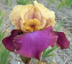 Kod:Irs24  Tall bearded Iris germanica Gala Madrid (sağlıklı 1adet rizom)