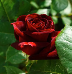 Kod:g13 Bycara rose, kokulu bordo gül (büyük boy)