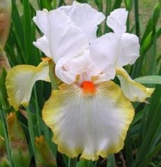 Kod:Irs25  Tall bearded Iris germanica Haloween Halo (sağlıklı 1adet rizom)