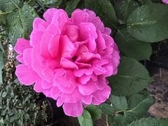 Kod:g12 Pink any, yoğun kokulu pembe gül (büyük boy)