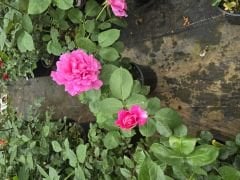 Kod:g12 Pink any, yoğun kokulu pembe gül (büyük boy)
