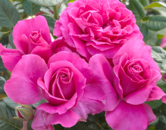 Kod:g12 Pink any, yoğun kokulu pembe gül (büyük boy)